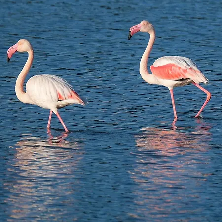 Domaine Naturiste De Riva Bella Camping Linguizzetta