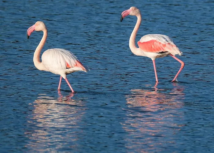 Domaine Naturiste De Riva Bella Kemp Linguizzetta